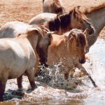 Dülmener Pferde an der Schwemme